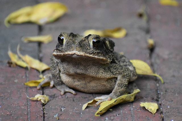 Tooth of A Toad